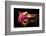 Flower a Lily & Night Neon Lights--Vladimir--Framed Photographic Print