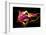 Flower a Lily & Night Neon Lights--Vladimir--Framed Photographic Print