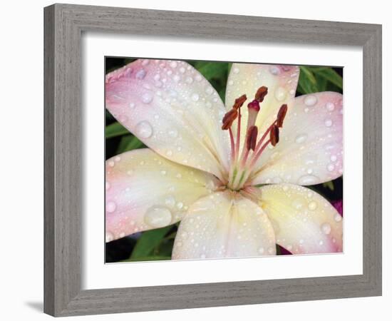 Flower after Rain I-Jim Christensen-Framed Photographic Print