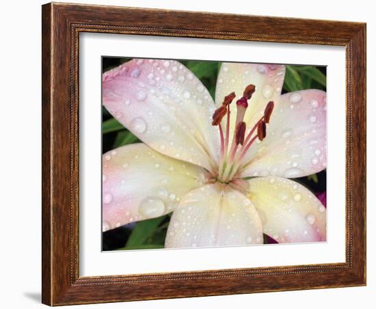 Flower after Rain I-Jim Christensen-Framed Photographic Print