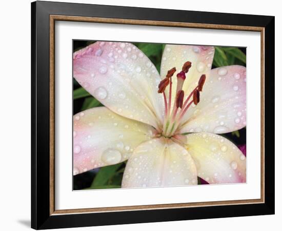 Flower after Rain I-Jim Christensen-Framed Photographic Print