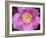 Flower after Rain II-Jim Christensen-Framed Photographic Print