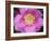 Flower after Rain II-Jim Christensen-Framed Photographic Print