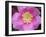 Flower after Rain II-Jim Christensen-Framed Photographic Print