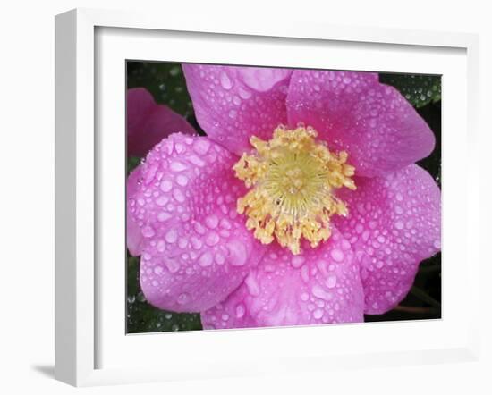 Flower after Rain II-Jim Christensen-Framed Photographic Print