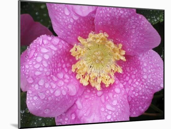 Flower after Rain II-Jim Christensen-Mounted Photographic Print