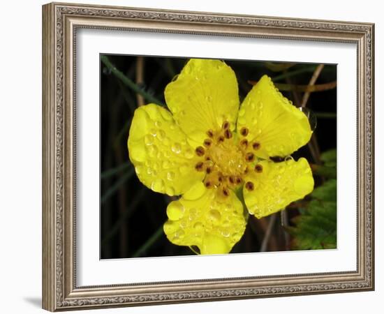 Flower after Rain III-Jim Christensen-Framed Photographic Print