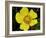 Flower after Rain III-Jim Christensen-Framed Photographic Print