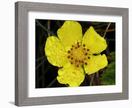 Flower after Rain III-Jim Christensen-Framed Photographic Print