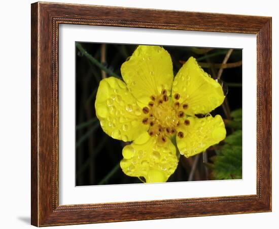 Flower after Rain III-Jim Christensen-Framed Photographic Print