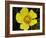 Flower after Rain III-Jim Christensen-Framed Photographic Print