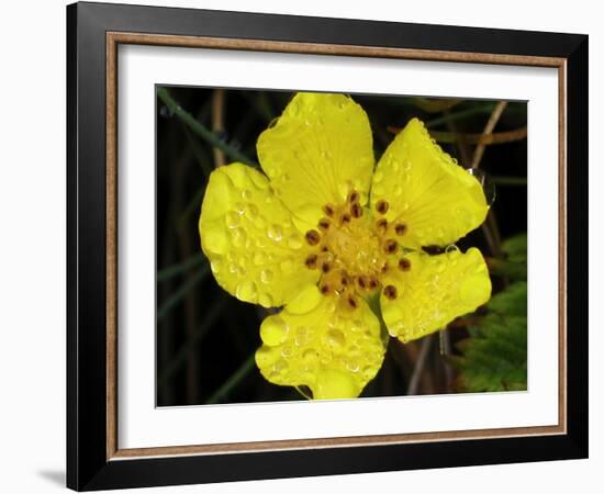Flower after Rain III-Jim Christensen-Framed Photographic Print