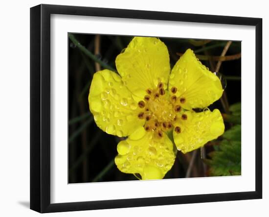 Flower after Rain III-Jim Christensen-Framed Photographic Print