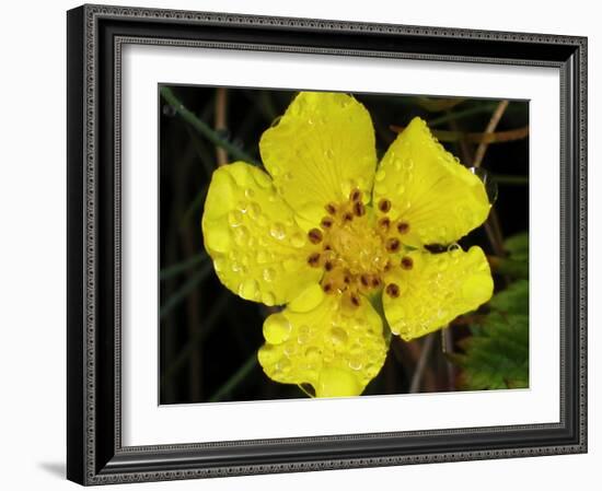 Flower after Rain III-Jim Christensen-Framed Photographic Print
