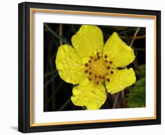 Flower after Rain III-Jim Christensen-Framed Photographic Print