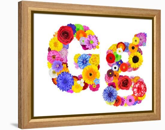 Flower Alphabet Isolated On White - Letter G-tr3gi-Framed Stretched Canvas