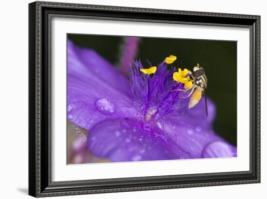Flower and Bee-Gordon Semmens-Framed Photographic Print