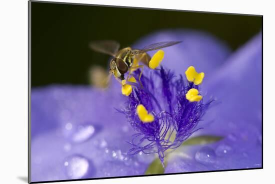 Flower and Bee-Gordon Semmens-Mounted Photographic Print