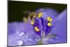 Flower and Bee-Gordon Semmens-Mounted Photographic Print