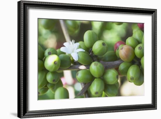 Flower and Coffee Cherries-Paul Souders-Framed Photographic Print