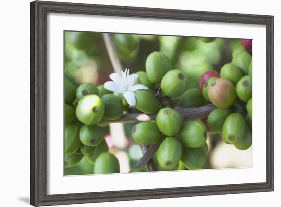 Flower and Coffee Cherries-Paul Souders-Framed Photographic Print