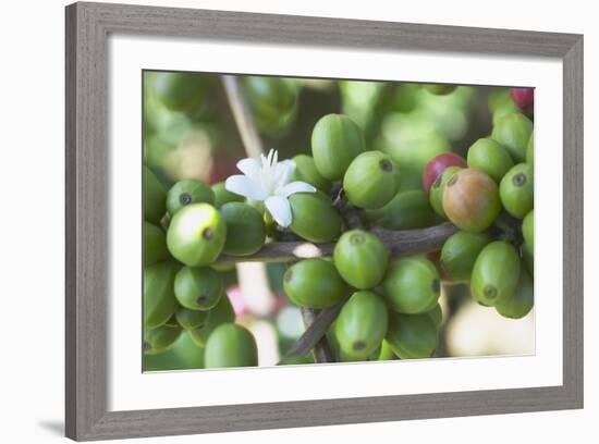 Flower and Coffee Cherries-Paul Souders-Framed Photographic Print