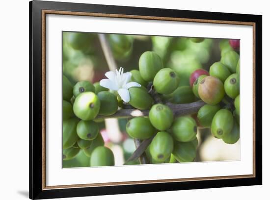 Flower and Coffee Cherries-Paul Souders-Framed Photographic Print