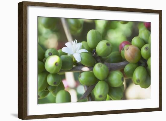 Flower and Coffee Cherries-Paul Souders-Framed Photographic Print