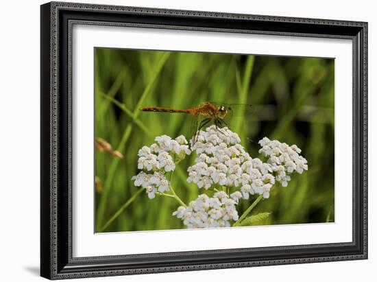 Flower and Dragonfly-Gordon Semmens-Framed Photographic Print