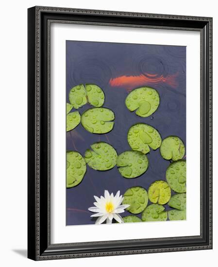 Flower and Gold Fish in Lily Pond in the Chinese Garden, Suzhou, Jiangsu Province, China-Keren Su-Framed Photographic Print