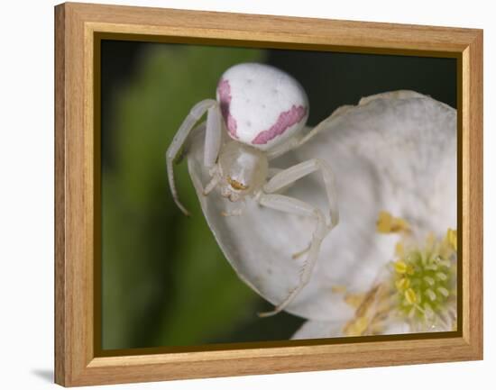 Flower and Spider-Gordon Semmens-Framed Premier Image Canvas