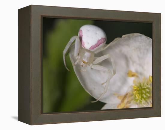 Flower and Spider-Gordon Semmens-Framed Premier Image Canvas