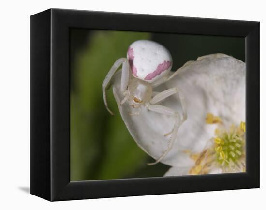 Flower and Spider-Gordon Semmens-Framed Premier Image Canvas