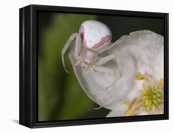 Flower and Spider-Gordon Semmens-Framed Premier Image Canvas