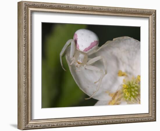 Flower and Spider-Gordon Semmens-Framed Photographic Print