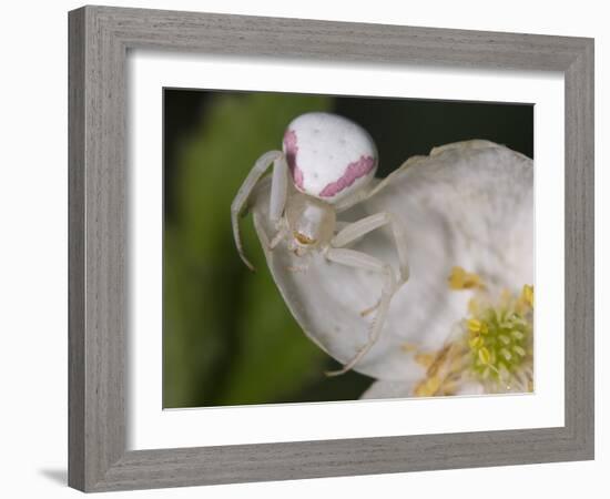 Flower and Spider-Gordon Semmens-Framed Photographic Print