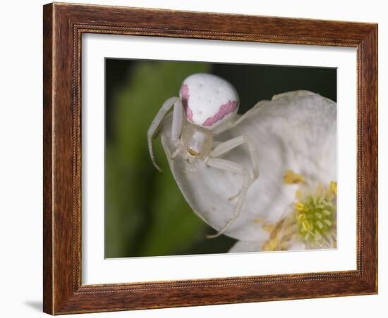 Flower and Spider-Gordon Semmens-Framed Photographic Print