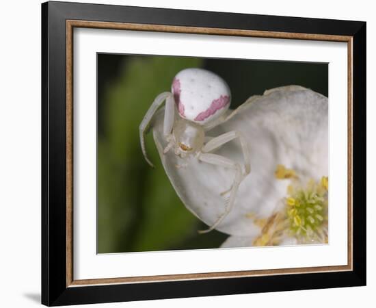 Flower and Spider-Gordon Semmens-Framed Photographic Print