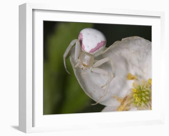 Flower and Spider-Gordon Semmens-Framed Photographic Print