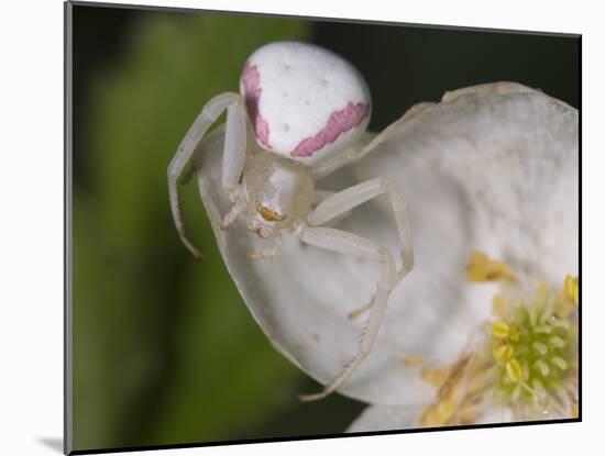 Flower and Spider-Gordon Semmens-Mounted Photographic Print