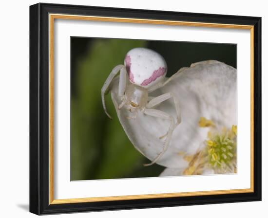 Flower and Spider-Gordon Semmens-Framed Photographic Print