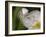 Flower and Spider-Gordon Semmens-Framed Photographic Print