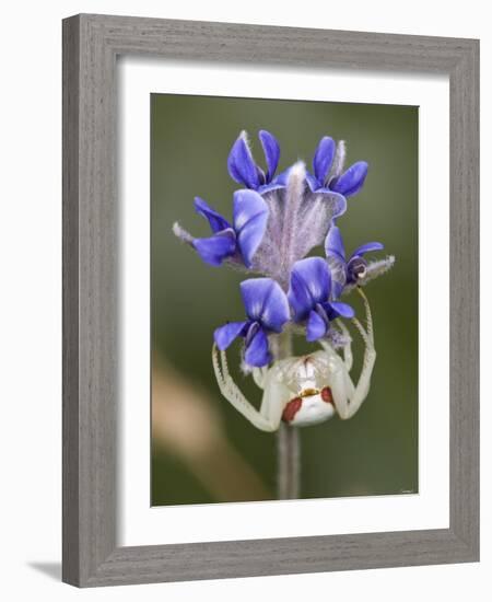 Flower and Spider-Gordon Semmens-Framed Photographic Print