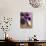 Flower, Anemone, Blossom, Grapes, Newspaper-Nikky Maier-Photographic Print displayed on a wall