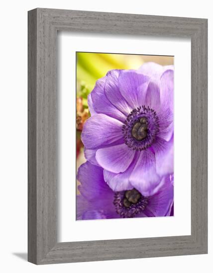 Flower, Anemone, Blossom-Nikky Maier-Framed Photographic Print