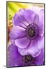 Flower, Anemone, Blossom-Nikky Maier-Mounted Photographic Print