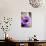 Flower, Anemone, Blossom-Nikky Maier-Photographic Print displayed on a wall