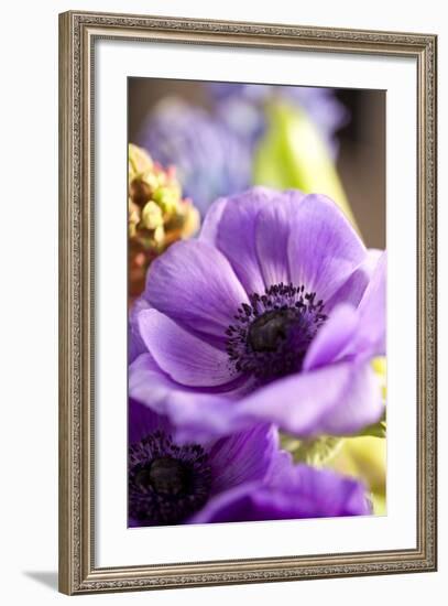 Flower, Anemone, Blossom-Nikky Maier-Framed Photographic Print