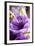 Flower, Anemone, Blossom-Nikky Maier-Framed Photographic Print