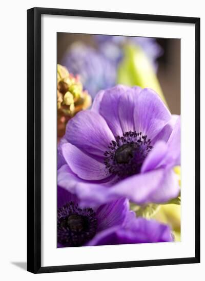 Flower, Anemone, Blossom-Nikky Maier-Framed Photographic Print